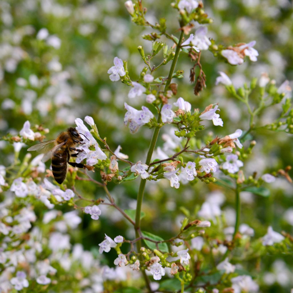 Calamintha nepeta - Calamint