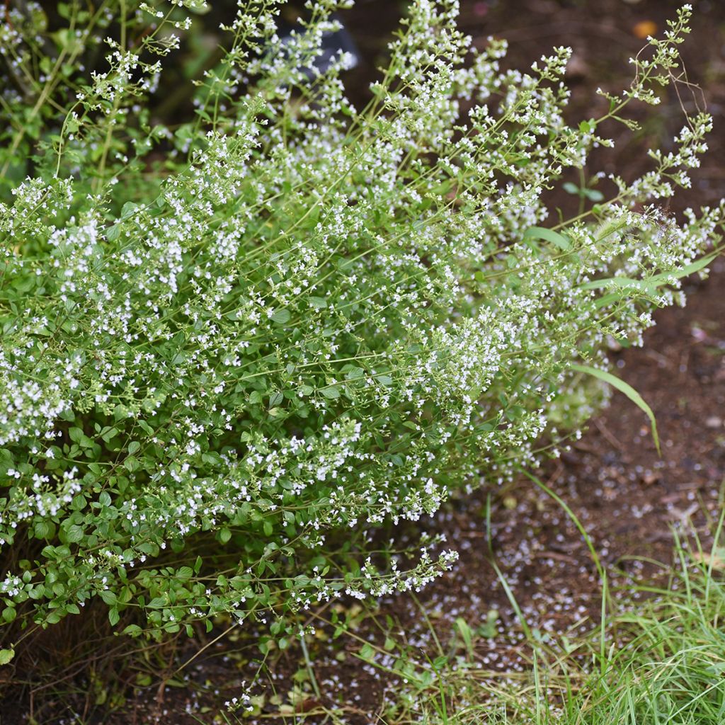 Calamintha nepeta - Calamint