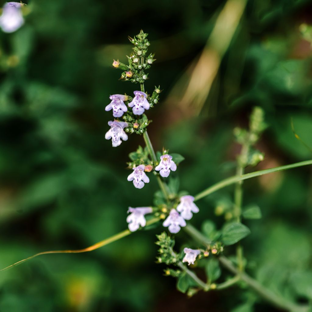 Calamintha nepeta - Calamint