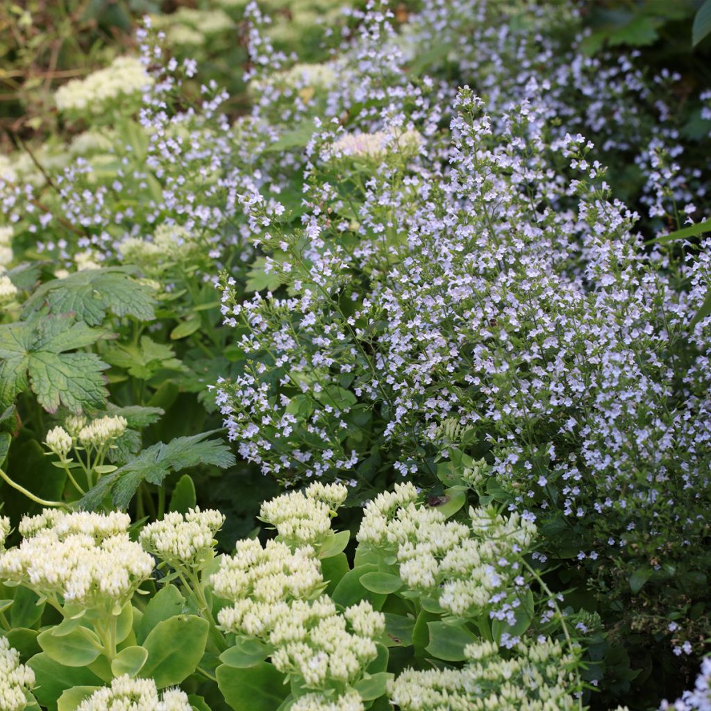 Calamintha nepeta - Calament