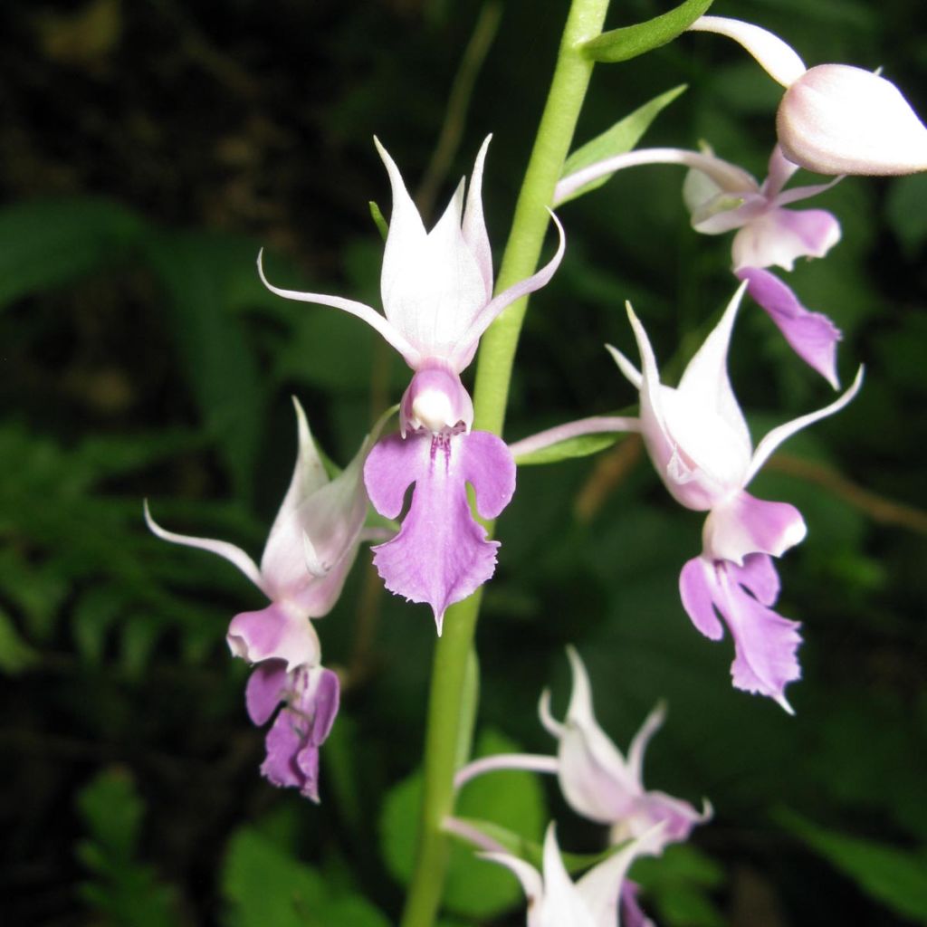 Calanthe reflexa - Orchidée vivace
