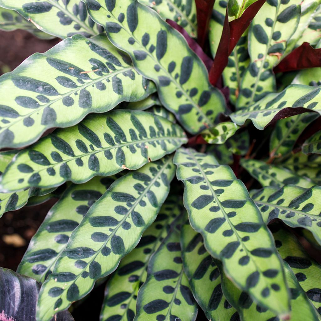 Calathea insignis - Rattlesnake plant