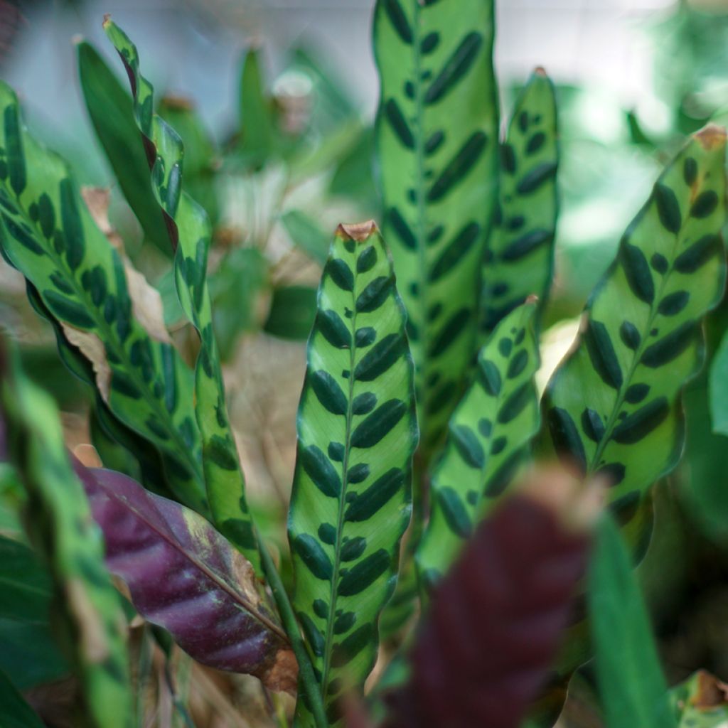 Calathea insignis - Rattlesnake plant
