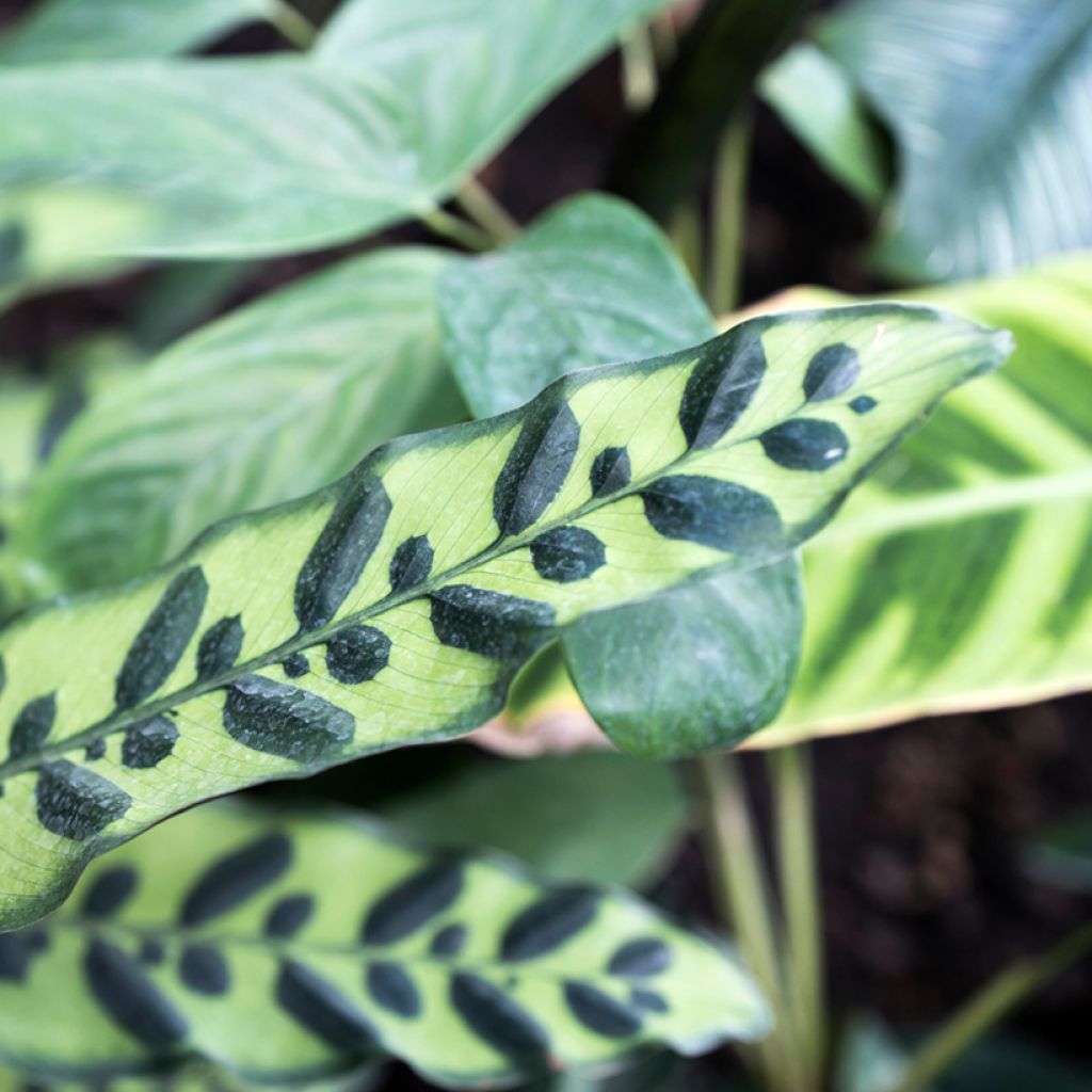 Calathea insignis - Rattlesnake plant