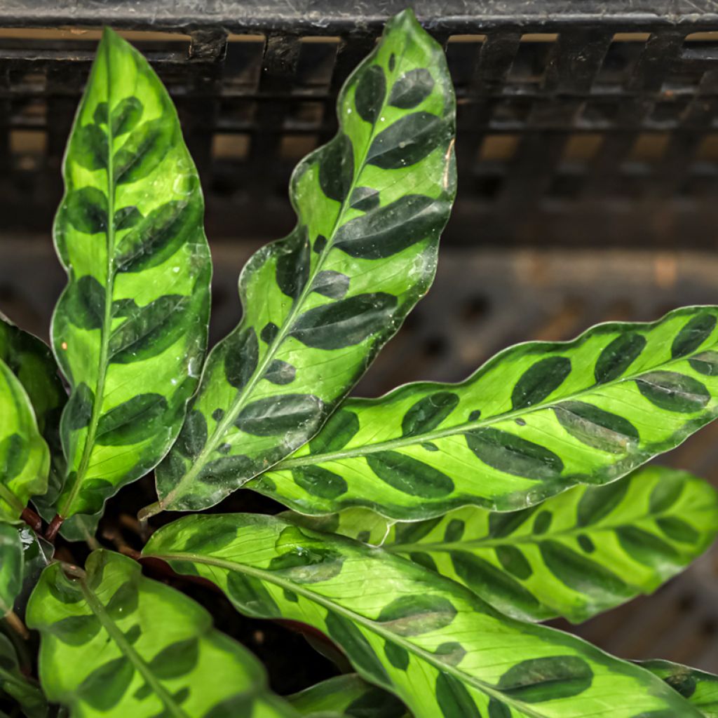Calathea insignis - Rattlesnake plant