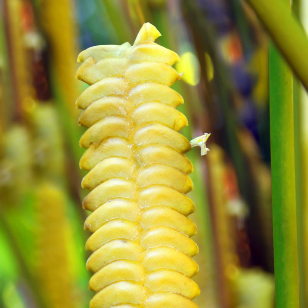 Calathea insignis - Rattlesnake plant