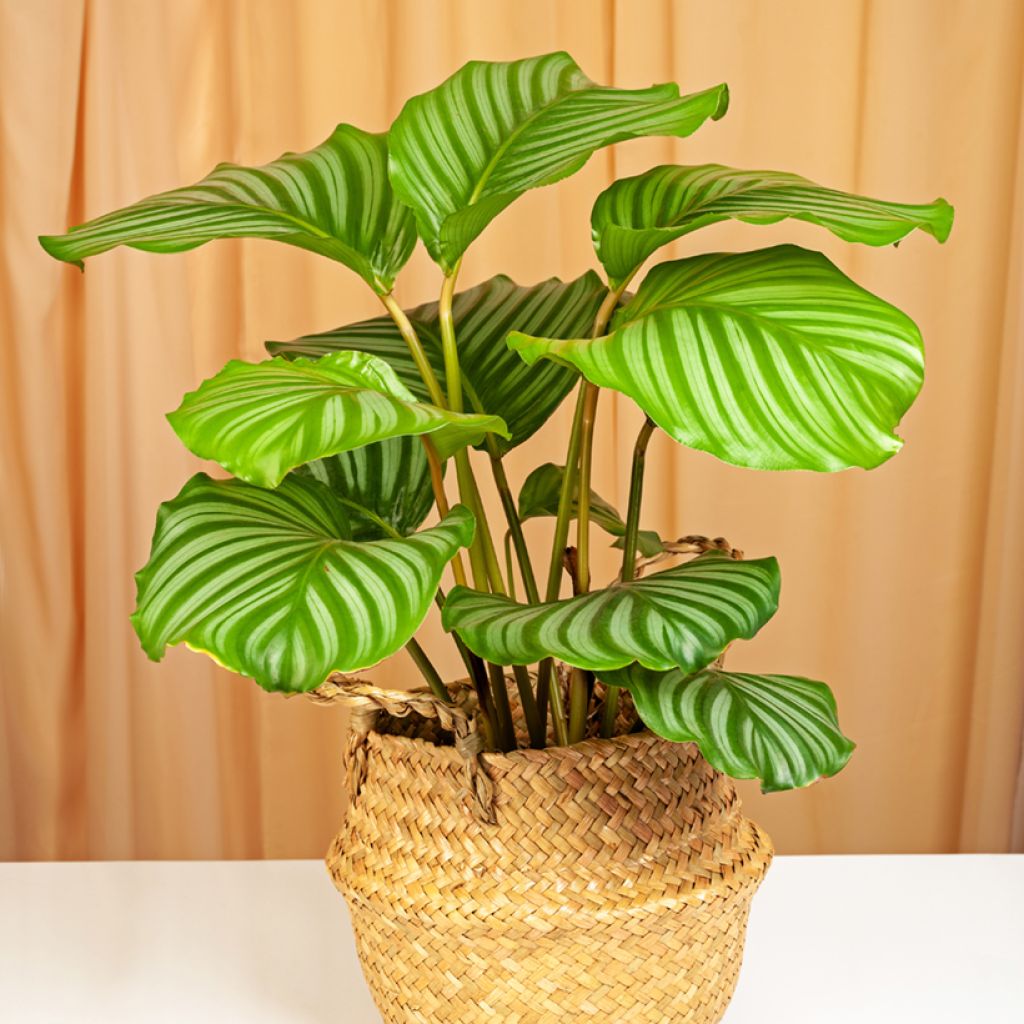 Calathea orbifolia - Peacock plant