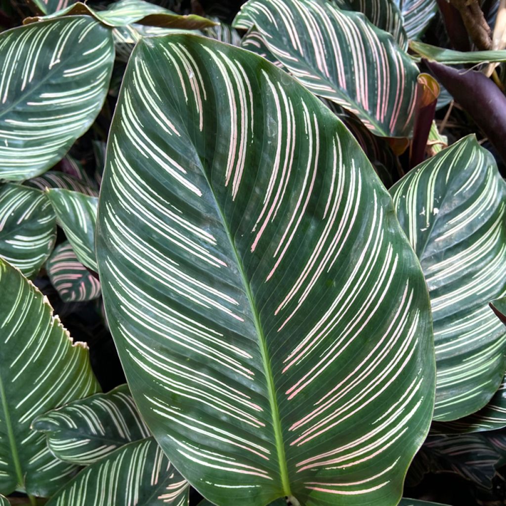Calathea ornata - Pinstripe Calathea