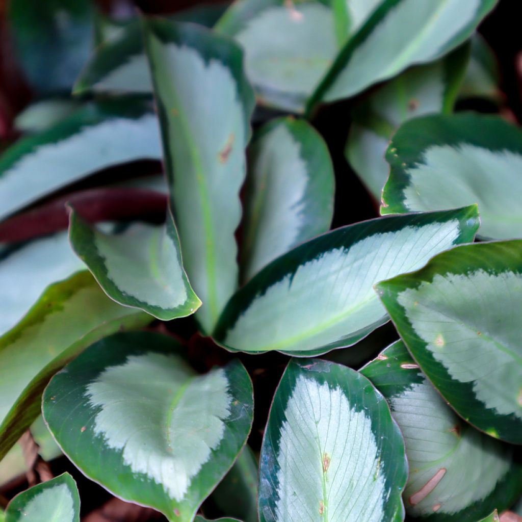 Calathea roseopicta Royal Standard
