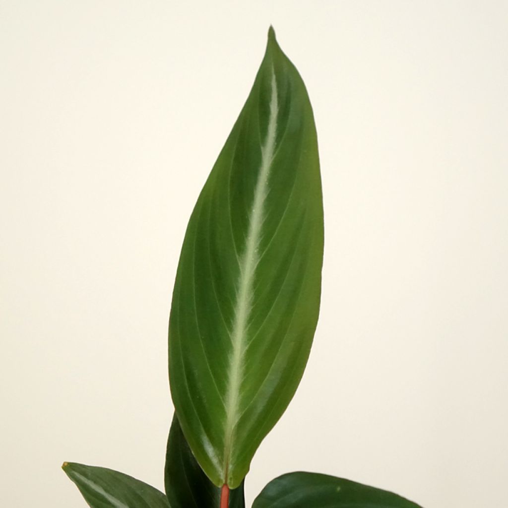 Calathea sanguinea - Stromanthe sanguinea