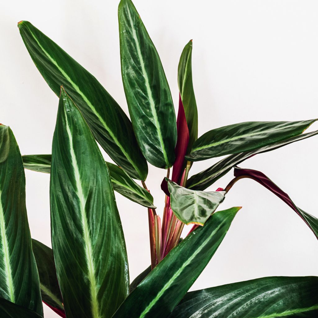 Calathea sanguinea - Stromanthe sanguinea