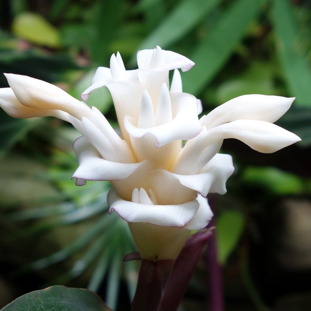 Calathea warscewiczii - Jungle velvet