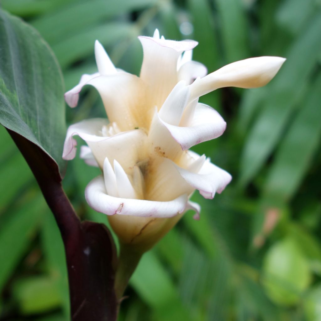 Calathea warscewiczii - Jungle velvet