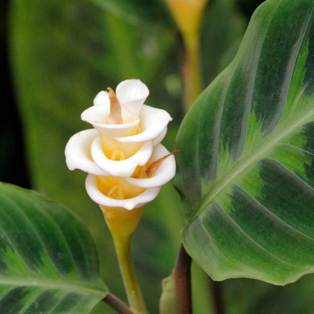 Calathea warscewiczii - Jungle velvet