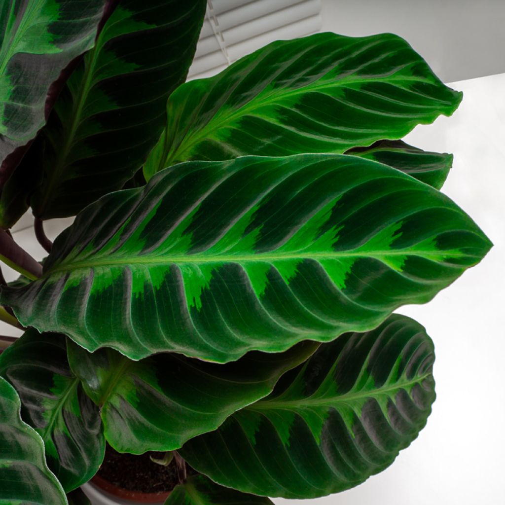 Calathea warscewiczii - Jungle velvet