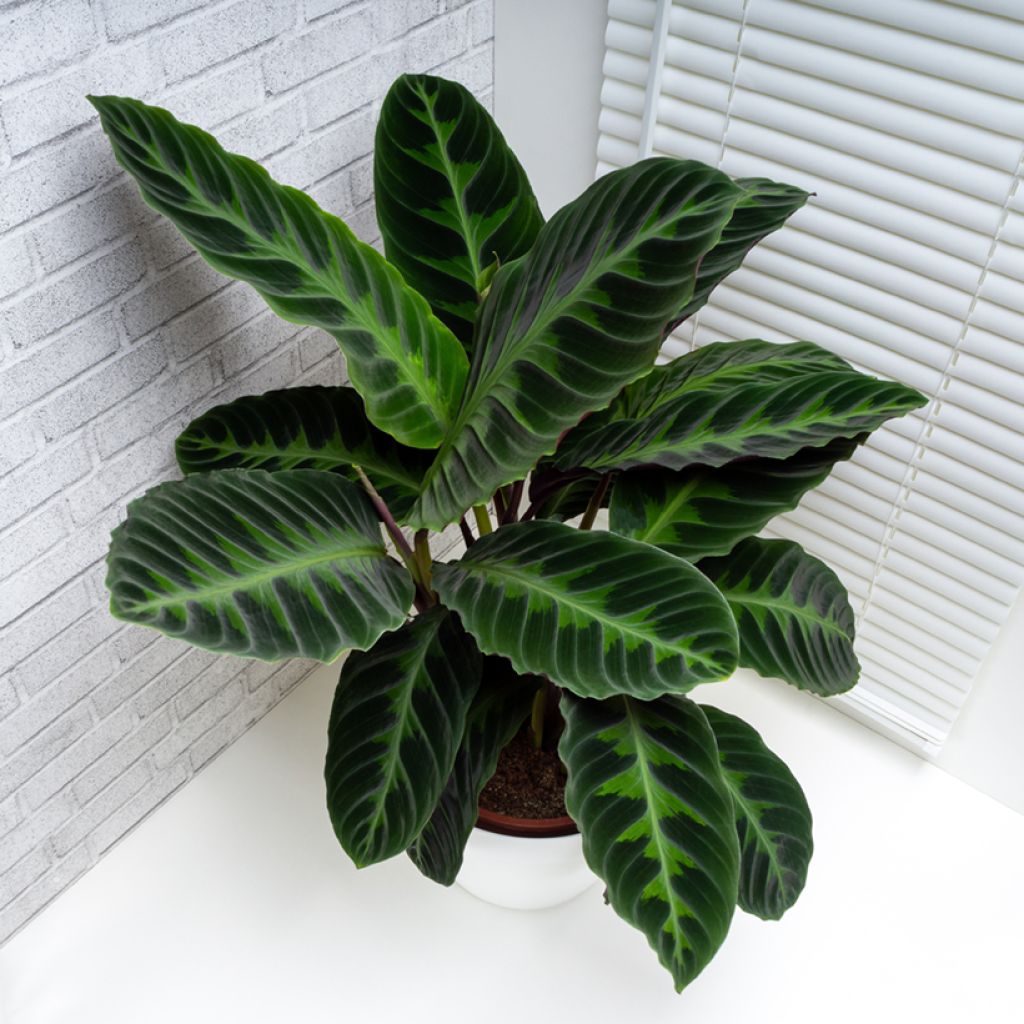 Calathea warscewiczii - Jungle velvet