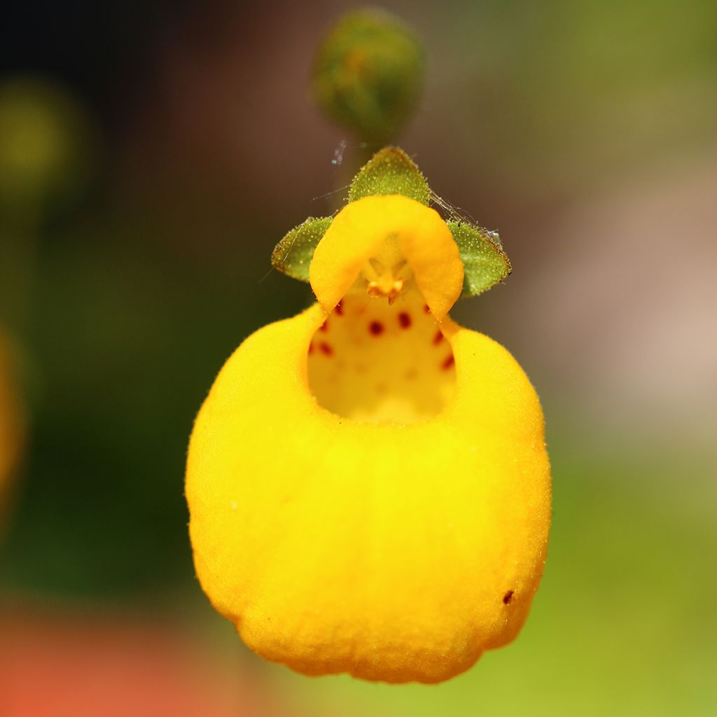 Calceolaria biflora