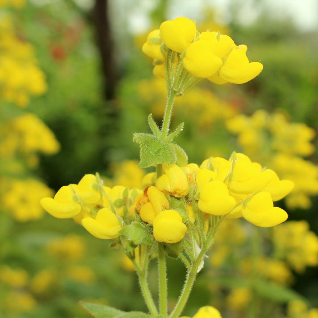 Calceolaire, Calceolaria fiebrigiana