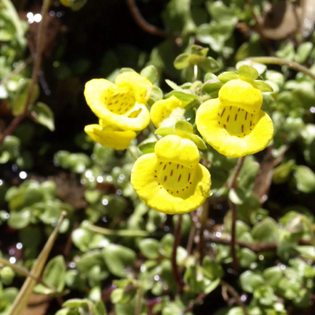 Calceolaire, Calceolaria tenella