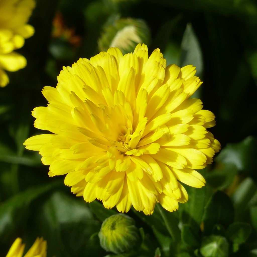 Calendula hybrida Powerdaisy Sunny