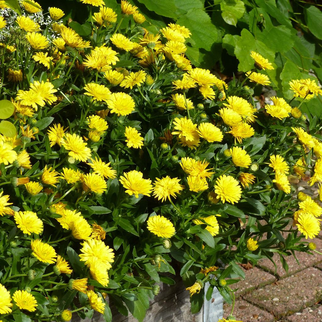 Calendula hybrida Powerdaisy Sunny