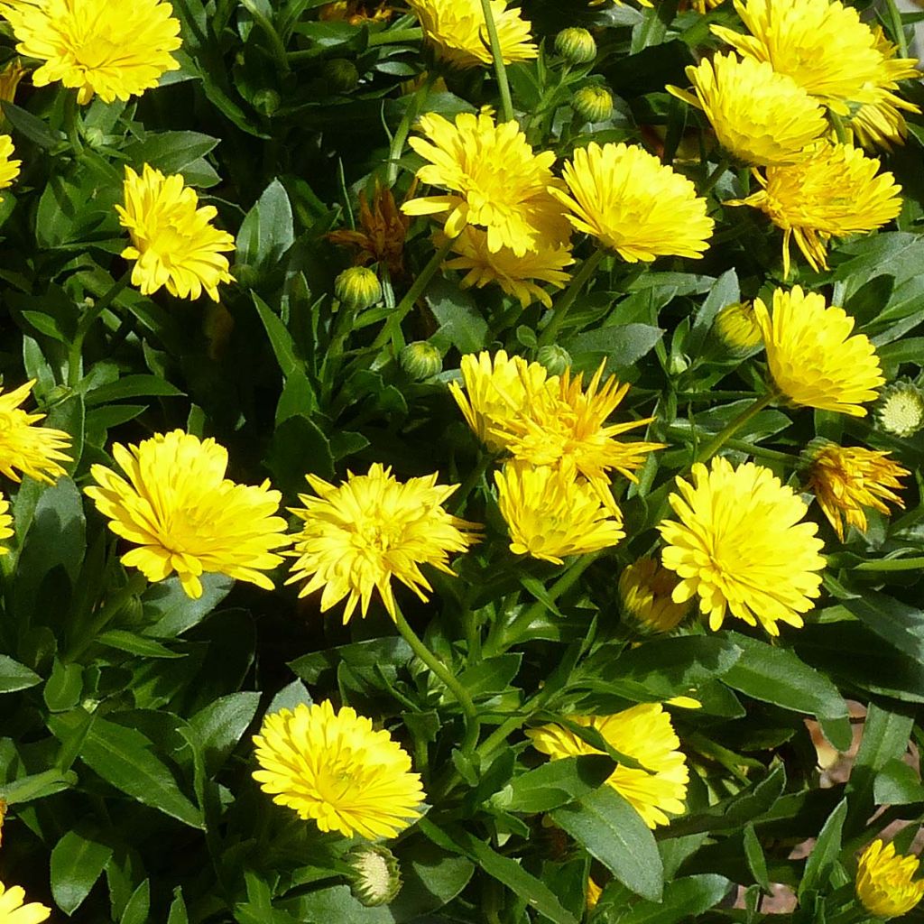 Calendula hybrida Powerdaisy Sunny