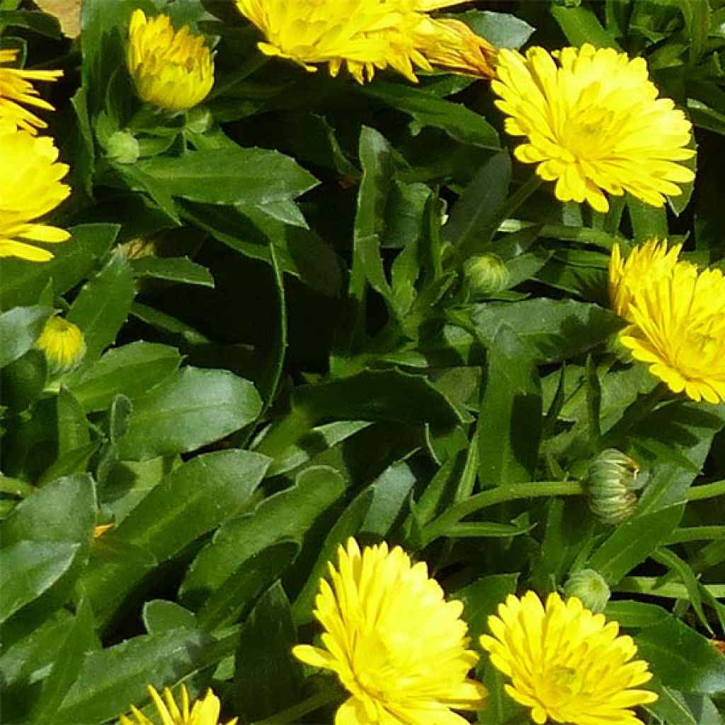 Calendula hybrida Powerdaisy Sunny