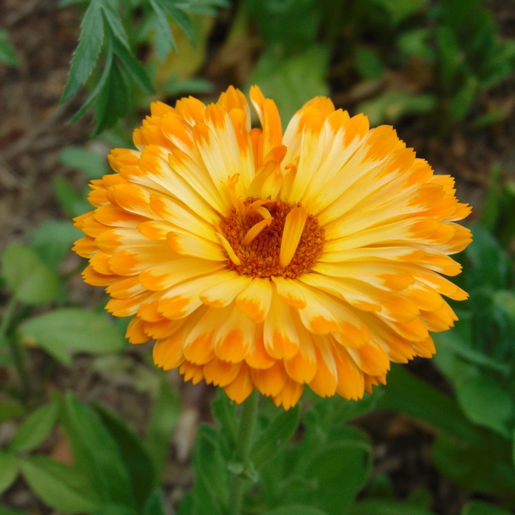 Graines de Calendula officinalis - Souci des Jardins