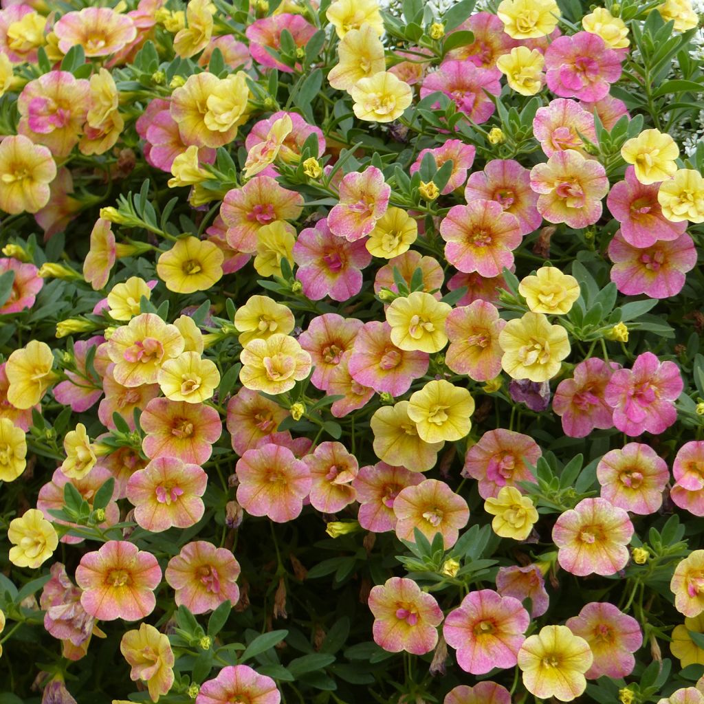 Calibrachoa Chameleon Double Pink Yellow - Mini-Petunia