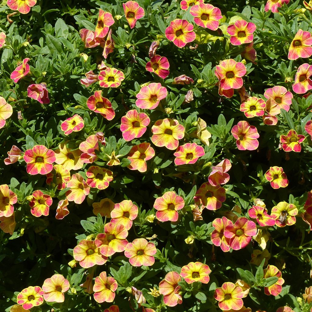 Calibrachoa Chameleon Sunshine Berry - Mini-Petunia