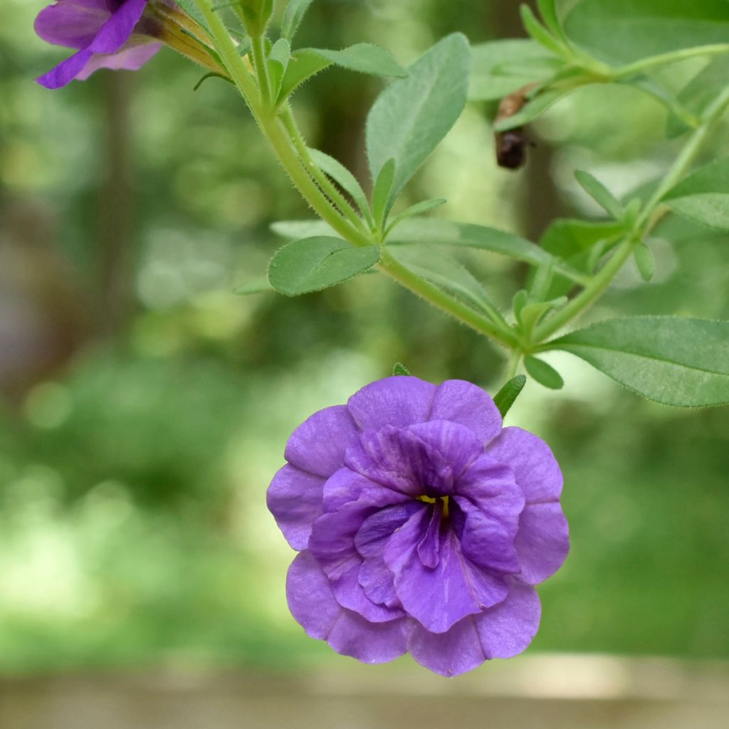 Calibrachoa Can-Can Rosies Blue - Double Mini-Petunia