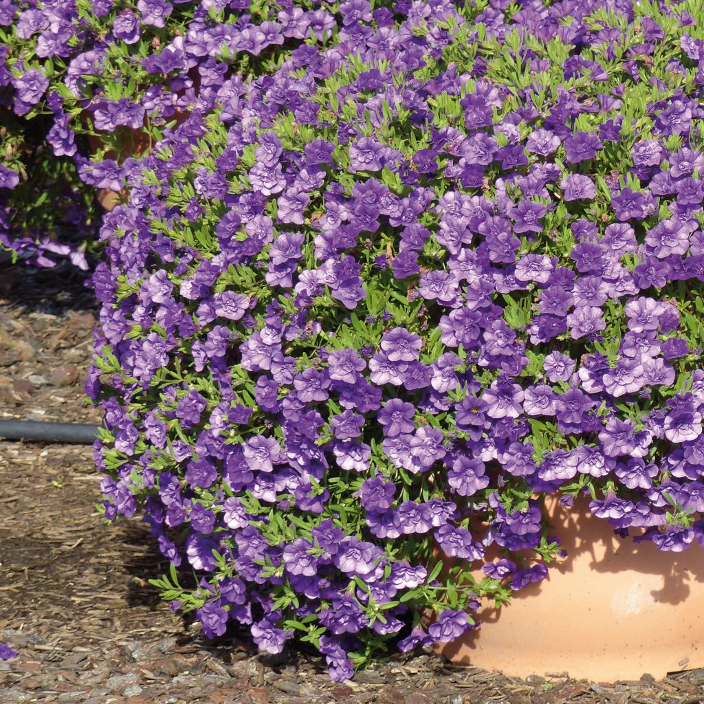 Calibrachoa Can-Can Rosies Blue - Double Mini-Petunia