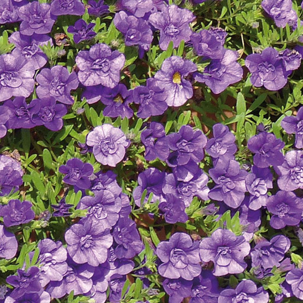 Calibrachoa Can-Can Rosies Blue - Double Mini-Petunia