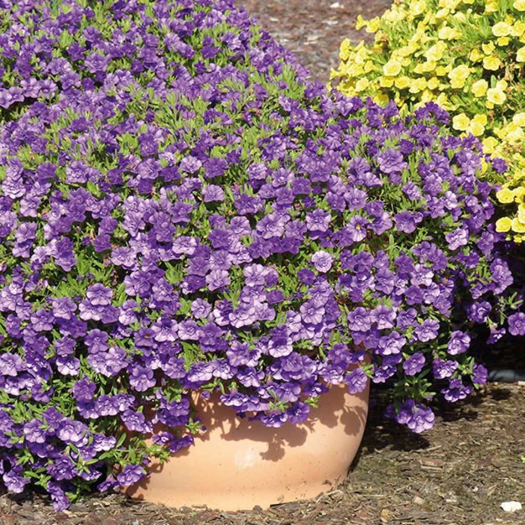 Calibrachoa Can-Can Rosies Blue - Double Mini-Petunia