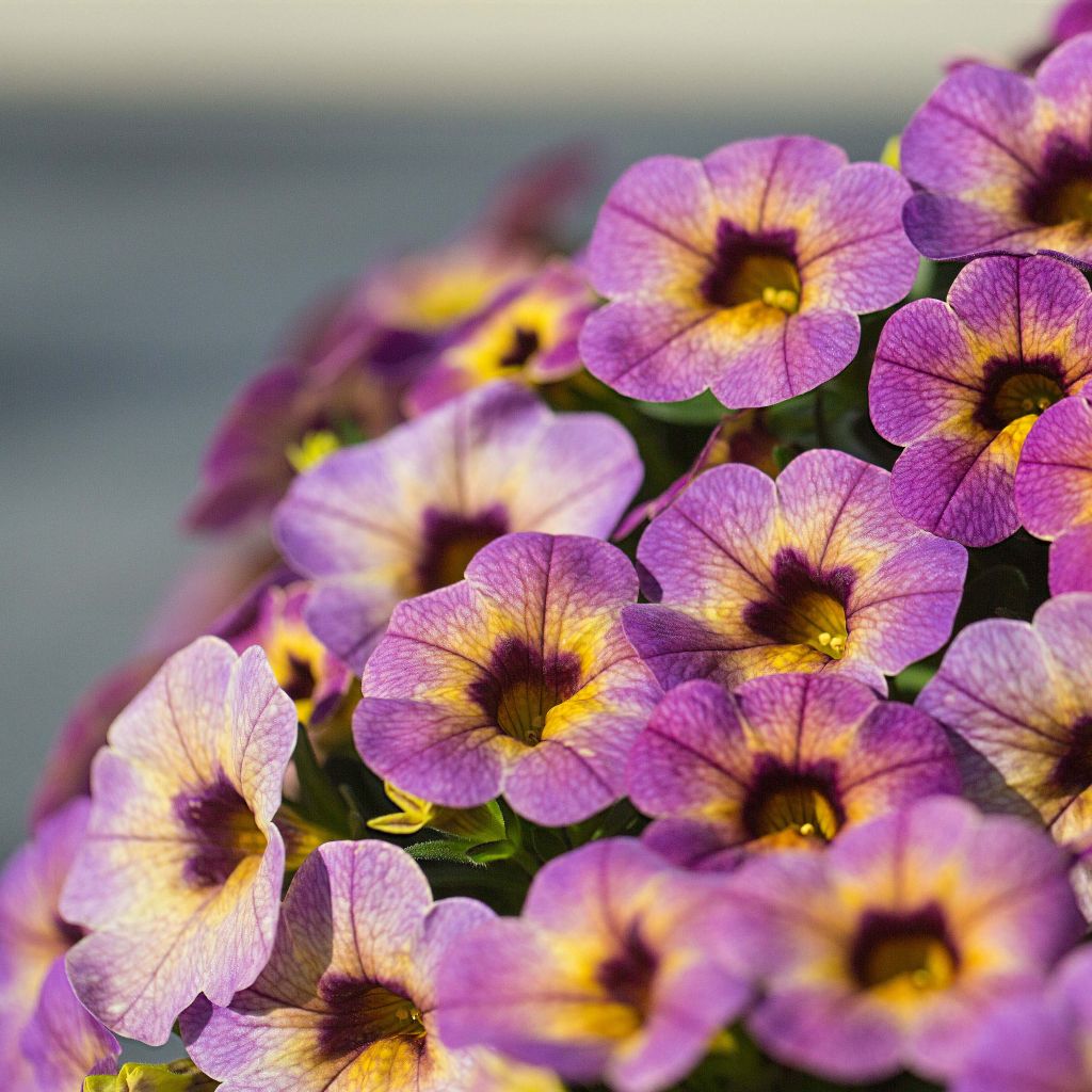 Calibrachoa Chamaeleon Blueberry Scone - Mini-pétunia