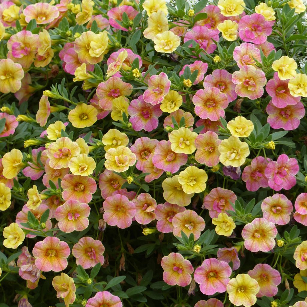 Calibrachoa Chameleon Double Pink Yellow - Mini-Petunia