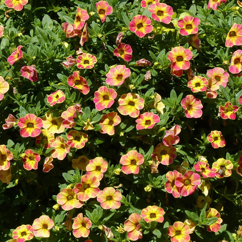 Calibrachoa Chameleon Sunshine Berry - Mini-Petunia