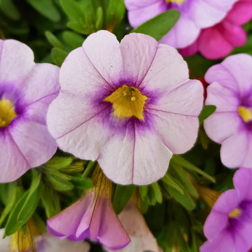 Calibrachoa Eyeconic Purple - Mini-Petunia