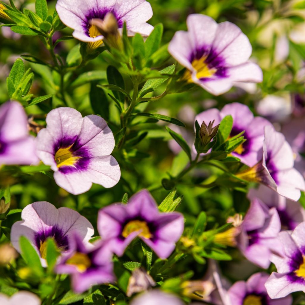 Calibrachoa Eyeconic Purple - Mini-Petunia