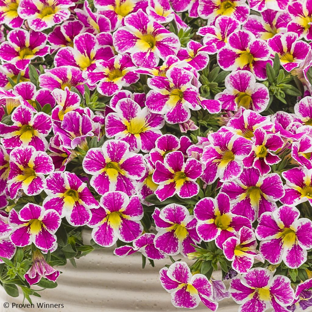 Calibrachoa Superbells Holy Cow - Mini-Petunia