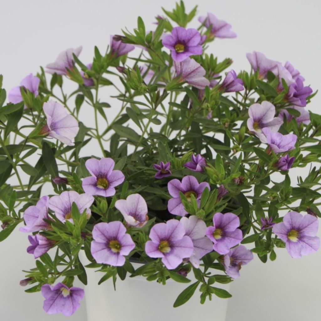 Calibrachoa Sweet Bells Lavender