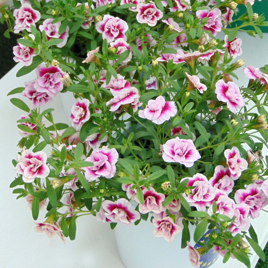 Calibrachoa MiniFamous Double PinkTastic - Double Mini-Petunia