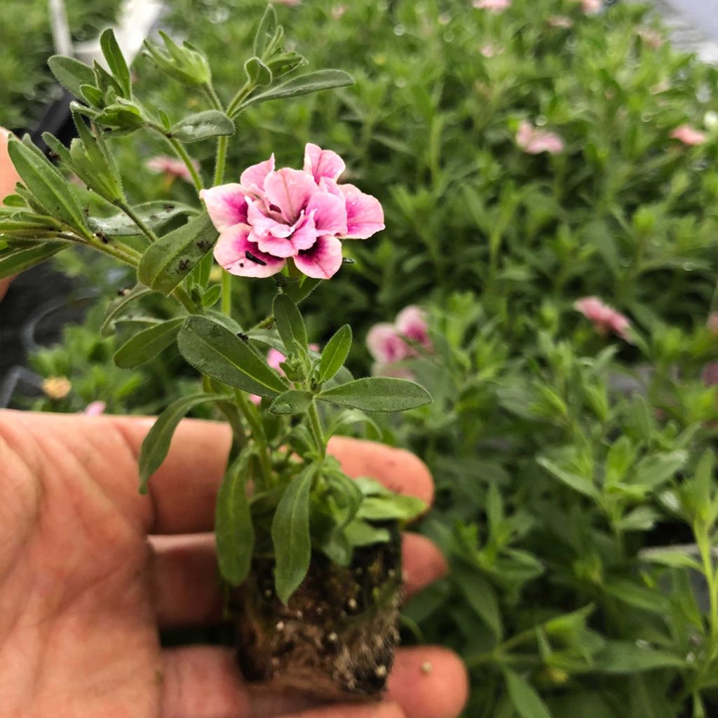 Calibrachoa MiniFamous Double Pinktastic - Mini-pétunia double.