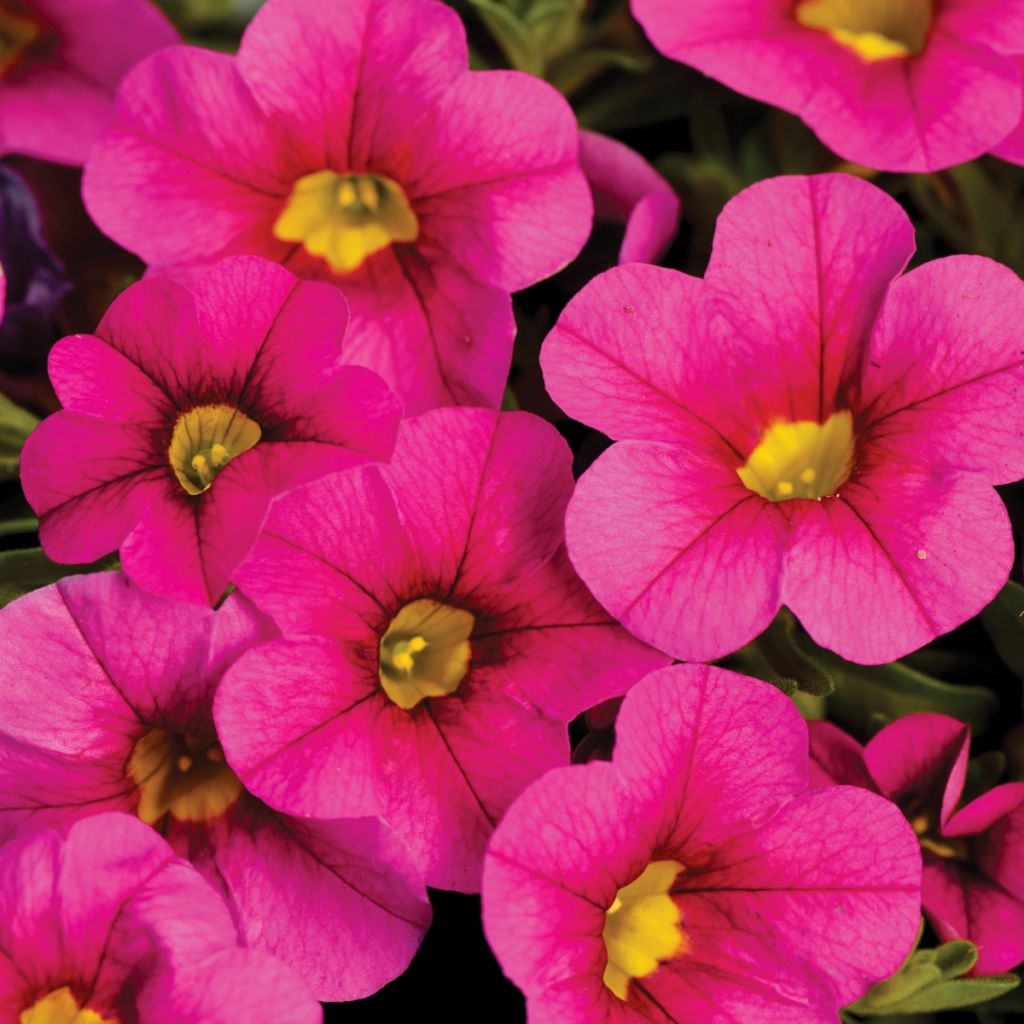 Calibrachoa Noa Bubblegum - Mini-Petunia