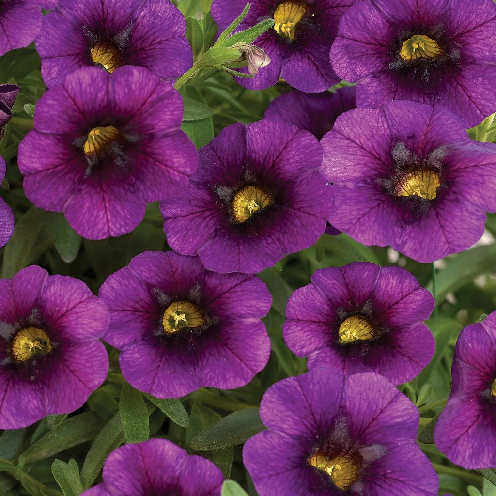 Calibrachoa hybrida Noa Ultra Purple - Trailing Petunia
