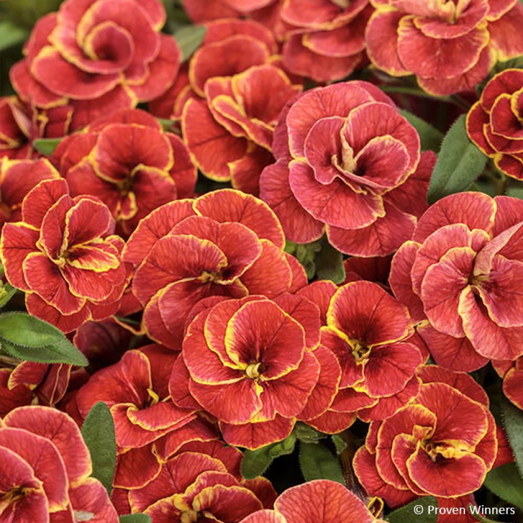 Calibrachoa Superbells Double Redstone - Mini-Petunia