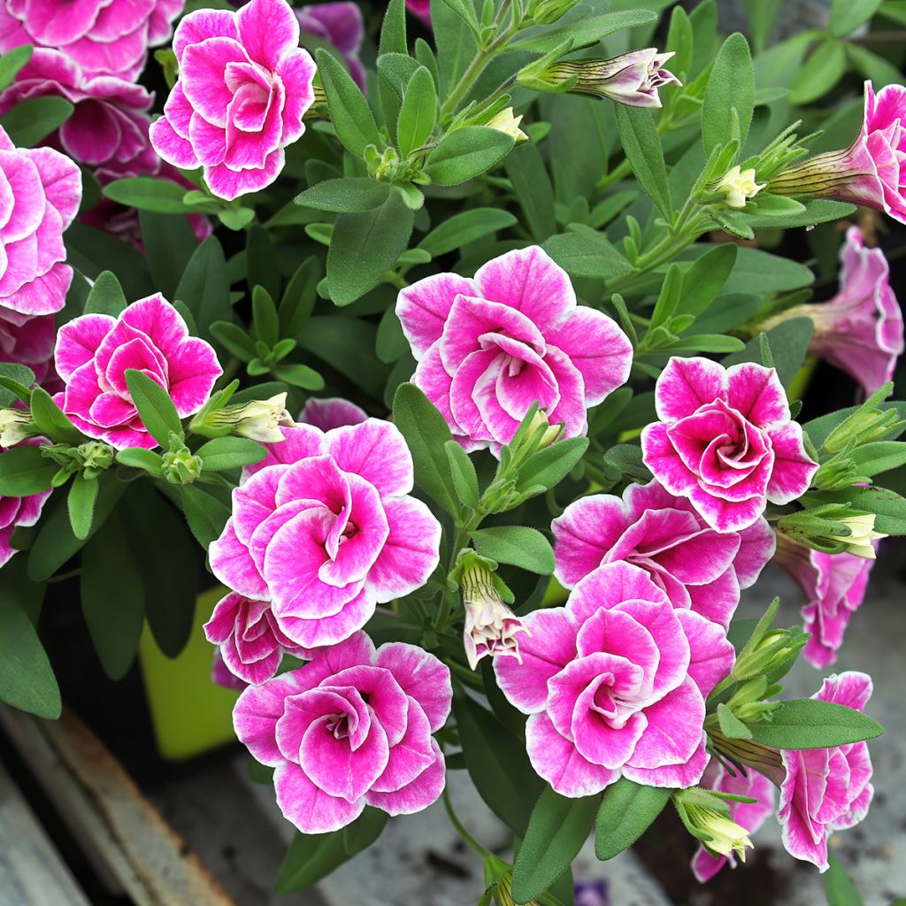 Calibrachoa Superbells Sweet Love - Mini-Petunia