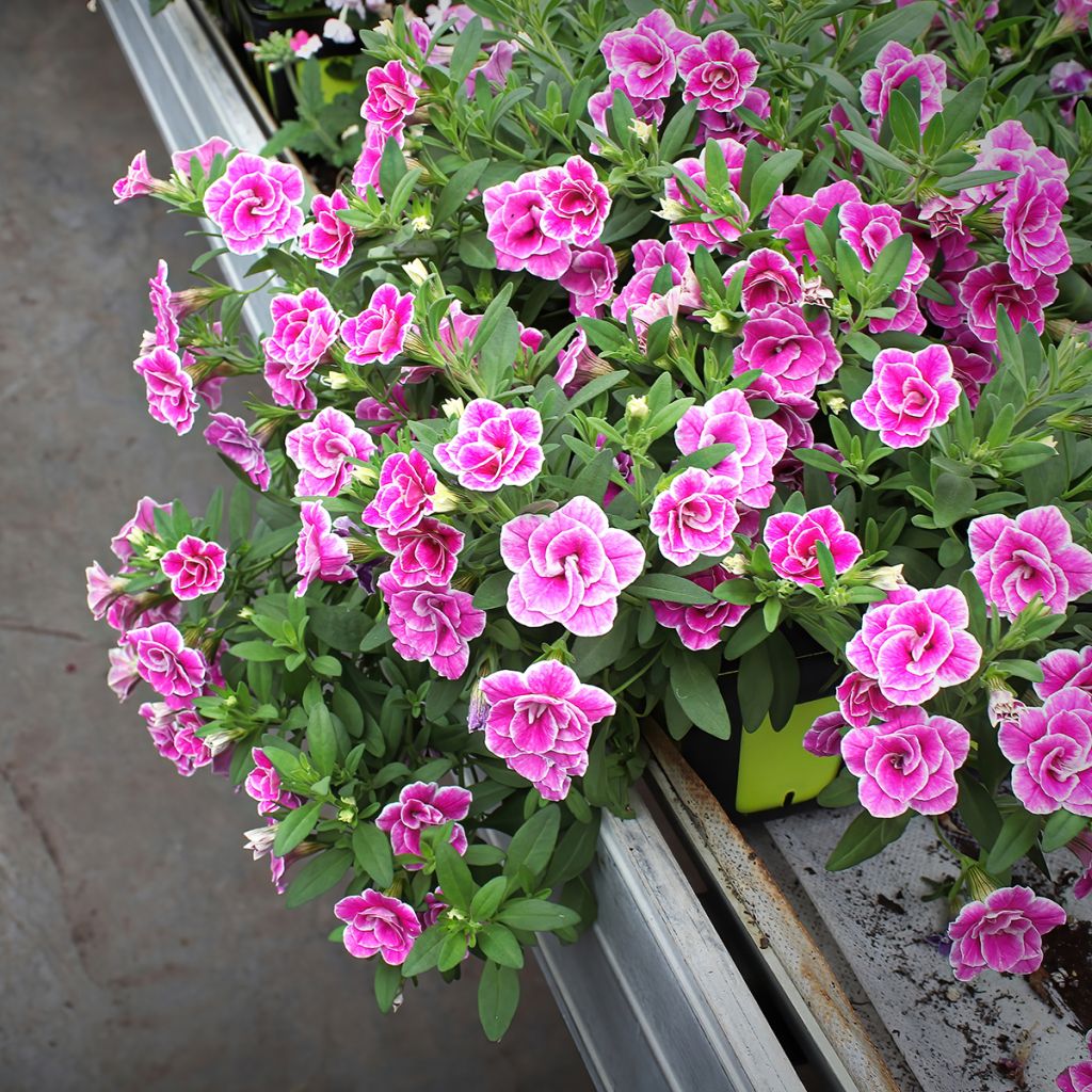 Calibrachoa Superbells Sweet Love - Mini-Petunia