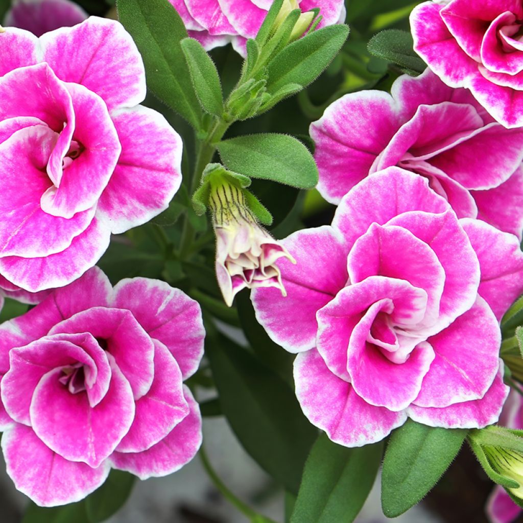 Calibrachoa Superbells Sweet Love - Mini-Petunia