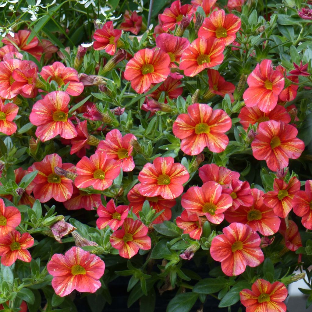 Calibrachoa Superbells Tropical Sunrise - Mini-Petunia